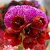 president. Danny's Flower